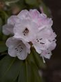 Rhododendron brachycarpum-1 Różanecznik